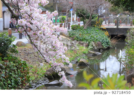 満開の大島桜（オオシマザクラ） 92718450