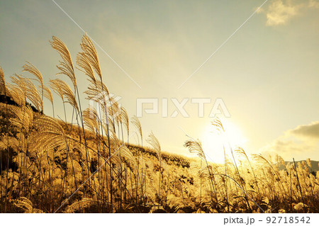 仙石原のススキと夕日 仙石原のススキと夕日 92718542