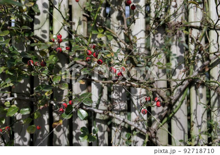 バラ族 センセーショナルファンタジー 92718710