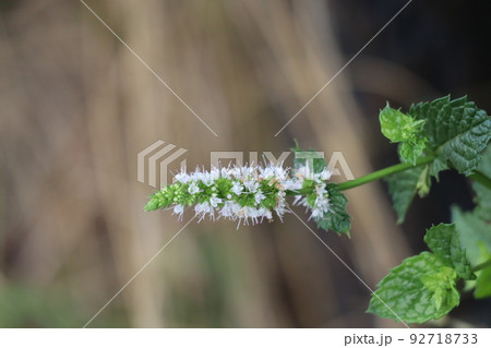 白い花びらのスペアミントの花と緑の葉のある茎の風景 白い花びらのスペアミントの花と緑の葉のある茎の風景 92718733