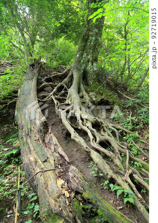 三徳山  三佛寺  投入堂 参拝登山道 【鳥取県三朝町三徳】 92719015