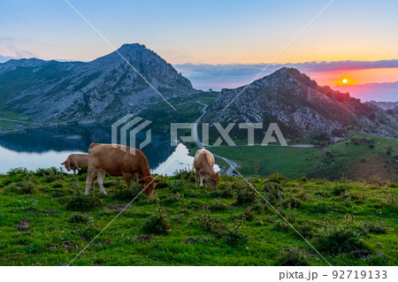 Highland pastures of Covadonga at sunset 92719133
