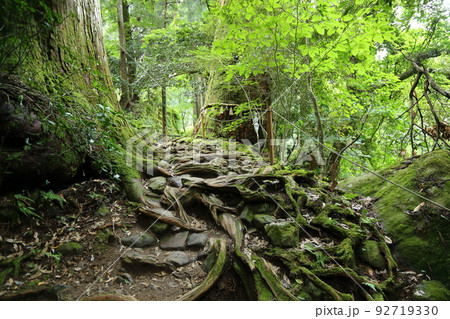 三徳山  三佛寺  投入堂 参拝登山道 【鳥取県三朝町三徳】 92719330