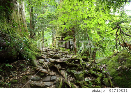 三徳山  三佛寺  投入堂 参拝登山道 【鳥取県三朝町三徳】 92719331