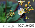 レウイシアの花の蕾と雨雫 92719425