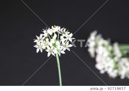 ニラの花　クローズアップ 92719657
