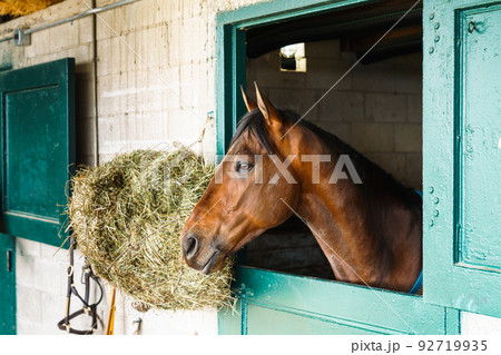 Horse in a stable 92719935