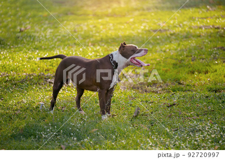 Brown pitbull puppy on the green field. 92720997