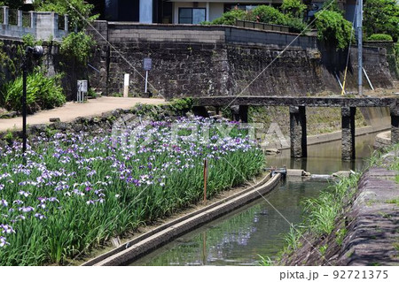 玉名市　高瀬裏川の花しょうぶ 92721375