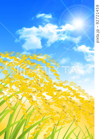 米 稲 秋 背景 米 稲 秋 背景 92721459