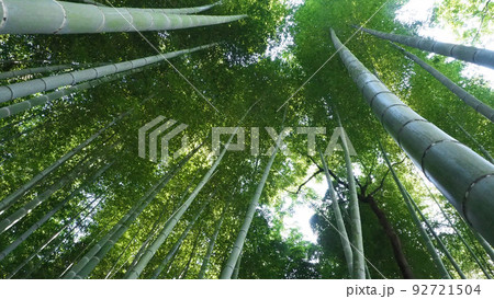 真っすぐ上に向かって伸びる竹林(日本の和風な自然風景)-2 真っすぐ上に向かって伸びる竹林(日本の和風な自然風景)-2 92721504
