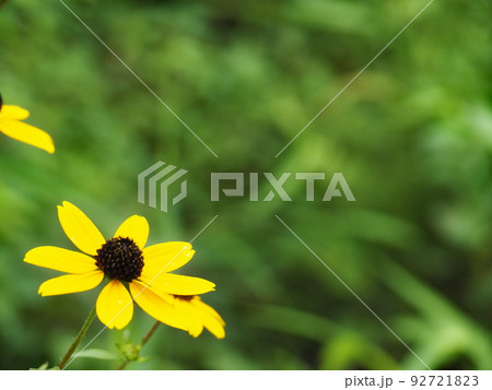 元気をもらえそうな黄色のトウゴウギク 92721823