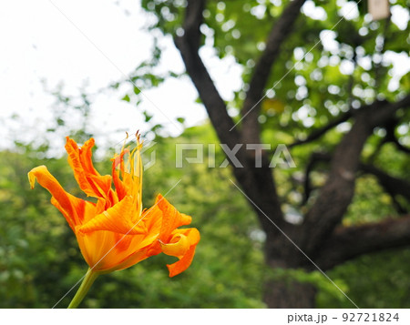 燃えさかる炎のようなヤブカンゾウ 92721824