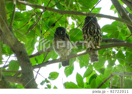 大きなケヤキの木でくつろぐ巣立ち直後のアオバズクの幼鳥と親鳥 大きなケヤキの木でくつろぐ巣立ち直後のアオバズクの幼鳥と親鳥 92722011