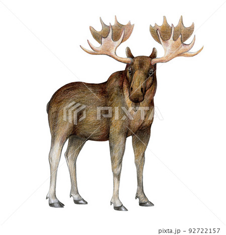 Hand drawn standing moose. Realistic wildlifeのイラスト素材