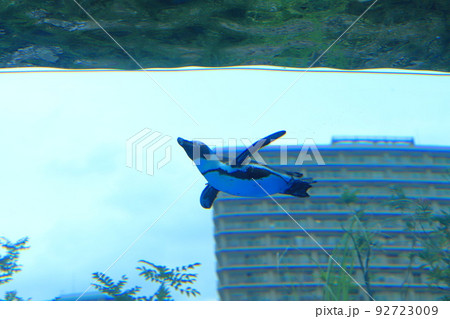 サンシャイン水族館　天空のペンギン　　 92723009