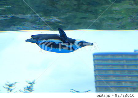 サンシャイン水族館　天空のペンギン　　 92723010