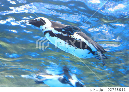 サンシャイン水族館　天空のペンギン　　 92723011