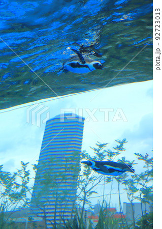 サンシャイン水族館　天空のペンギン　　 92723013