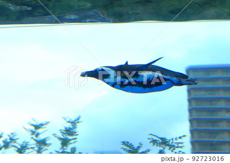 サンシャイン水族館 天空のペンギン サンシャイン水族館 天空のペンギン 92723016