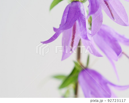 ハタザオギキョウの花 92723117