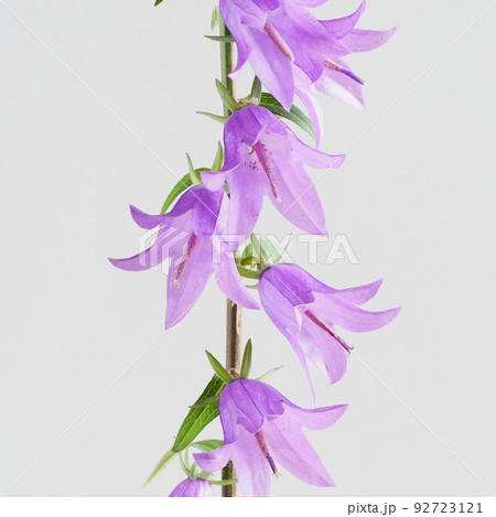 ハタザオギキョウの花 ハタザオギキョウの花 92723121