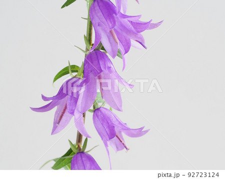 ハタザオギキョウの花 ハタザオギキョウの花 92723124