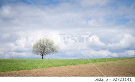 Solitary tree on countryside field with blue skies and some clouds behind it, Slovakia, Europe 92723141