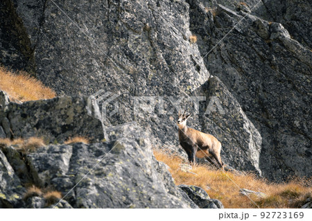 Alpine chamois standing amongst the rocks in its natural habitat during fall, Slovakia, Europe Alpine chamois standing amongst the rocks in its natural habitat during fall, Slovakia, Europe 92723169