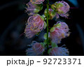 サガリバナ 92723371