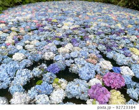 みちのくあじさい園 あじさい池 みちのくあじさい園 あじさい池 92723384