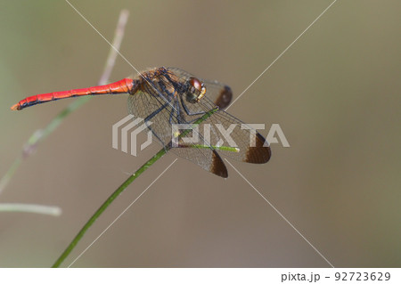 リスアカネ（オス） 92723629