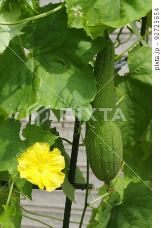 庭でヘチマの栽培 庭でヘチマの栽培 92723654