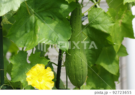 庭でヘチマの栽培 庭でヘチマの栽培 92723655