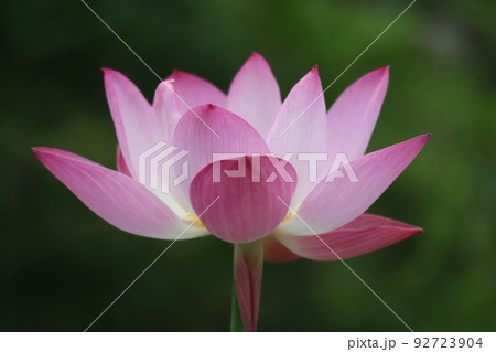 ピンクと白色の花びらの蓮の花をアップで撮影した風景 ピンクと白色の花びらの蓮の花をアップで撮影した風景 92723904