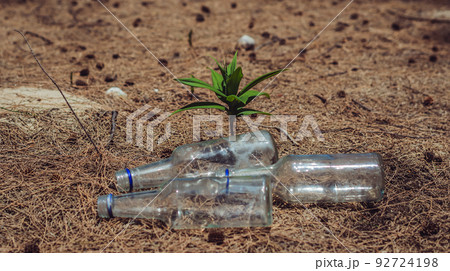 Close-up Empty three glass transparent bottles from alcoholic beverages lying scattered on ground in pine forest. Addiction, environment pollution, illegally thrown garbage tourist's camp garbage Close-up Empty three glass transparent bottles from alcoholic beverages lying scattered on ground in pine forest. Addiction, environment pollution, illegally thrown garbage tourist's camp garbage 92724198