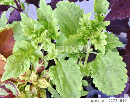 盛夏のベランダに咲くコリウス 92724610