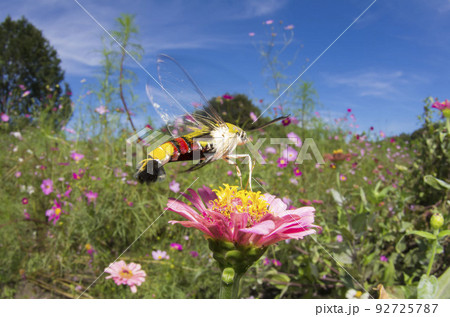 オオスカシバ 92725787