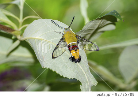 オオスカシバ オオスカシバ 92725789