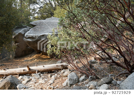 ヨセミテ国立公園　アッパーヨセミテ滝トレイル　道中 92725929