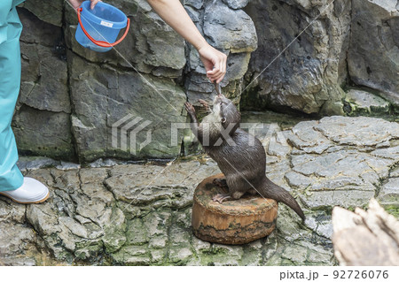餌をもらうコツメカワウソ 餌をもらうコツメカワウソ 92726076
