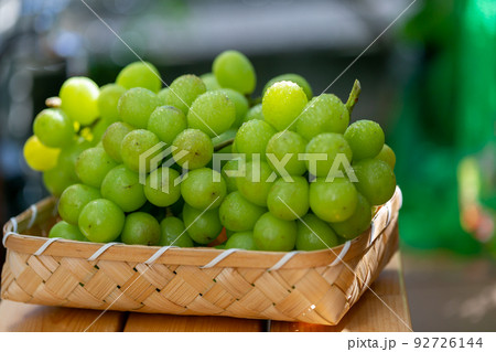 シャインマスカット 葡萄 シャインマスカット 葡萄 92726144