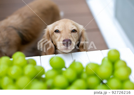 カニンヘンダックス　シャインマスカット　葡萄　 92726216