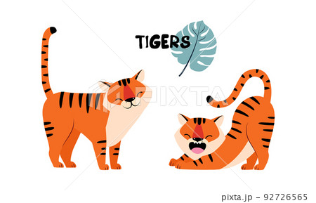 Striped Tiger with Orange Fur Stretching and Standing Vector Set Striped Tiger with Orange Fur Stretching and Standing Vector Set 92726565