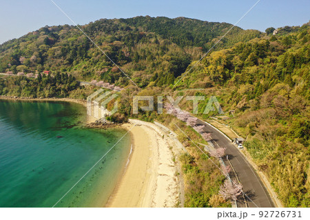 屋代島の437号線の海岸沿いの桜並木の空撮 92726731