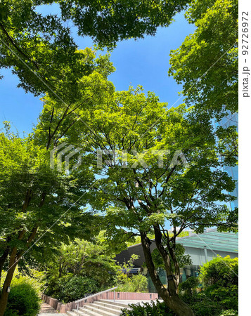 灼熱の夏の高層オフィスビル街を通る緑地歩道 灼熱の夏の高層オフィスビル街を通る緑地歩道 92726972
