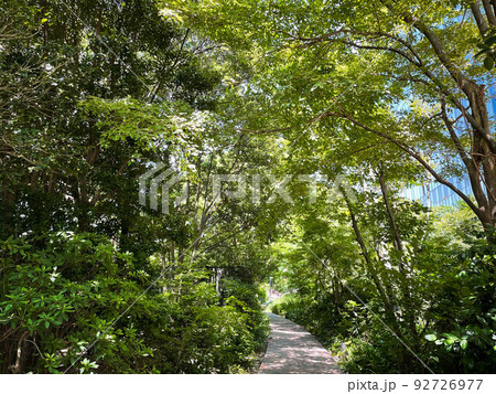 灼熱の夏の高層オフィスビル街を通る緑地歩道 灼熱の夏の高層オフィスビル街を通る緑地歩道 92726977
