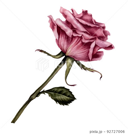 Watercolor pink rose for wedding, birthday invitation and greeting card design. Trendy and modern illustration in botanical style with hand drawn plant details. Element isolated on white background. Watercolor pink rose for wedding, birthday invitation and greeting card design. Trendy and modern illustration in botanical style with hand drawn plant details. Element isolated on white background. 92727006