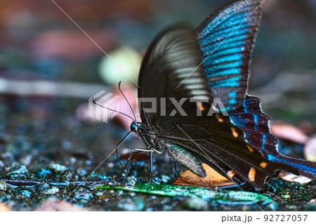 水を飲みに来たカラスアゲハ 92727057