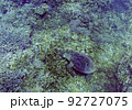 ウミガメとツノダシ 92727075